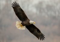 Eagle In-Flight-1.jpg