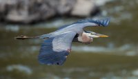 Great Blue Heron-1.jpg