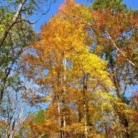 lhht trees.jpg lhht trees.jpg