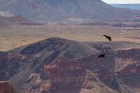 toroweap-850-36.jpg toroweap-850-36.jpg