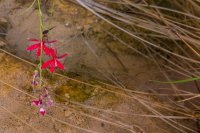 toroweap-850-43.jpg toroweap-850-43.jpg