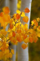 10.14.15 Orange Aspen and trunks.jpg