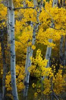10.13.15 Aspen Cloudy.jpg