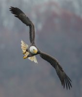 Bald Eagle In-Flight New-1.jpg