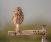 Burrowing Owl AZ-1.jpg