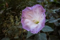 escalante-2015-850-23.jpg escalante-2015-850-23.jpg