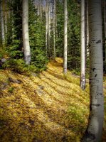 West Elk Wilderness - Mill Castle Trail.jpg