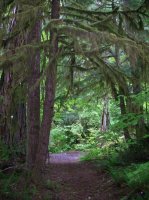 NC Mossy tree over Trail.jpg NC Mossy tree over Trail.jpg