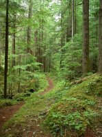 NC Tall trees and mossy ground.jpg NC Tall trees and mossy ground.jpg