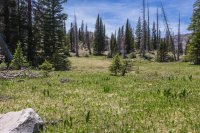 Little meadow.jpg Little meadow.jpg