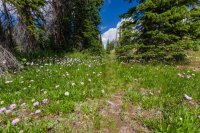 Middle Fork trail.jpg Middle Fork trail.jpg