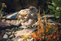 scan0347a Ptarmigan.jpg