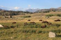 10 Bison on Hwy 212 3.JPG