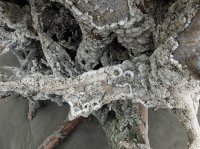 2015-06-18 olympic coast 092.JPG