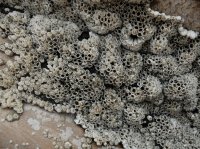 2015-06-18 olympic coast 095.JPG