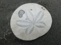 2015-06-18 olympic coast 118.JPG