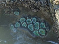 2015-06-18 olympic coast 200.JPG