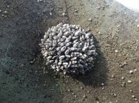 2015-06-18 olympic coast 358.JPG