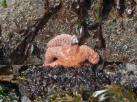 2015-06-18 olympic coast 379.JPG