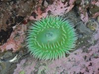 2015-06-18 olympic coast 393.JPG