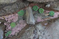 2015-06-18 olympic coast 394.JPG