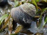 2015-06-18 olympic coast 415.JPG