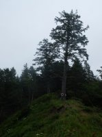 2015-06-18 olympic coast 497.JPG