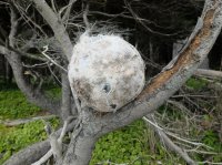 2015-06-18 olympic coast 552.JPG