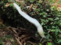 2015-06-18 olympic coast 602.JPG