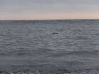 2015-06-18 olympic coast 627.JPG