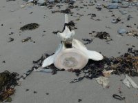 2015-06-18 olympic coast 651.JPG