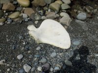 2015-06-18 olympic coast 658.JPG