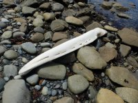 2015-06-18 olympic coast 663.JPG