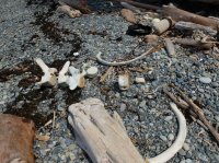 2015-06-18 olympic coast 666.JPG