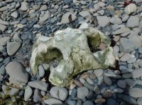 2015-06-18 olympic coast 672.JPG