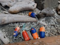 2015-06-18 olympic coast 673.JPG