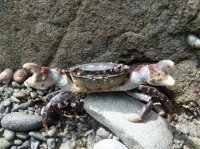 2015-06-18 olympic coast 677.JPG