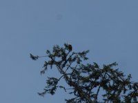 2015-06-18 olympic coast 805.JPG