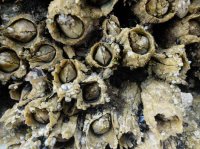 2015-06-18 olympic coast 818.JPG