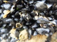 2015-06-18 olympic coast 820.JPG