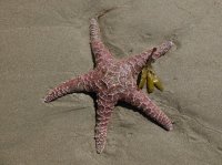 2015-06-18 olympic coast 985.JPG