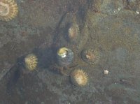 2015-06-18 olympic coast 998.JPG