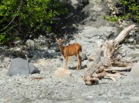 2015-06-18 olympic coast 1009.JPG