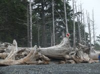 2015-06-18 olympic coast 1107.JPG