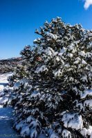 Canyonlands Snow-5.jpg