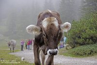 LittleAustrianCow.jpg