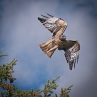 redTail.jpg redTail.jpg