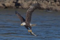 Bald Eagle 11152015-1-2.jpg