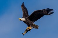 Bald eagle with fish 11152015-1.jpg