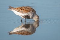 Dunlin Horshoecrab-1.jpg